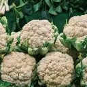 VeggieBro Gobhi.webp