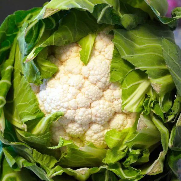 Coliflower VeggieBro.webp