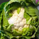 Coliflower VeggieBro.webp