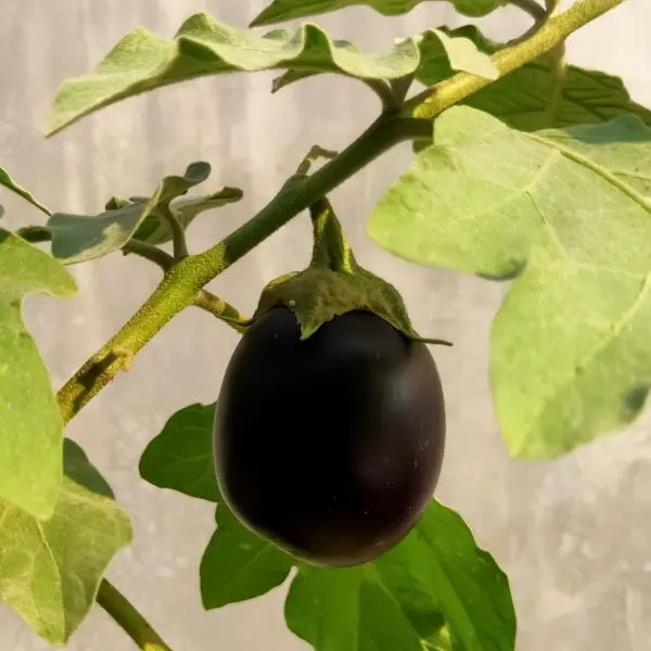 Brinjal (बैंगन - Baingan).webp