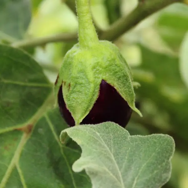 Brinjal बैंगन.webp