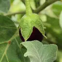 Brinjal बैंगन.webp