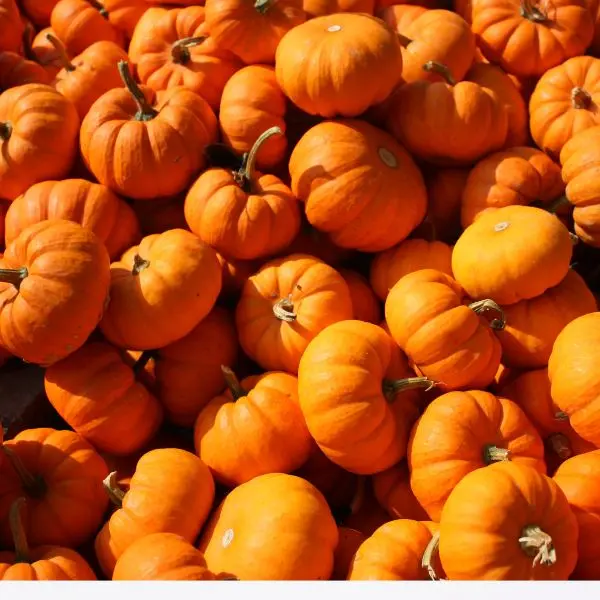 Pumpkin (कद्दू - Kaddu).webp
