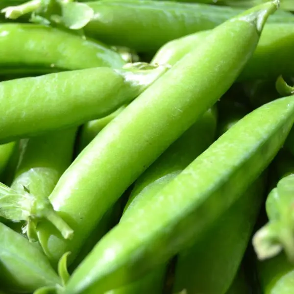 Peas (मटर - Matar).webp