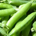 Peas (मटर - Matar).webp