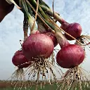 Onion प्याज - Pyaz.webp