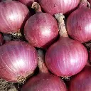 Onion (प्याज - Pyaz).webp
