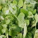 Green Beans हरी फलियां - Hari Phaliyaan.webp