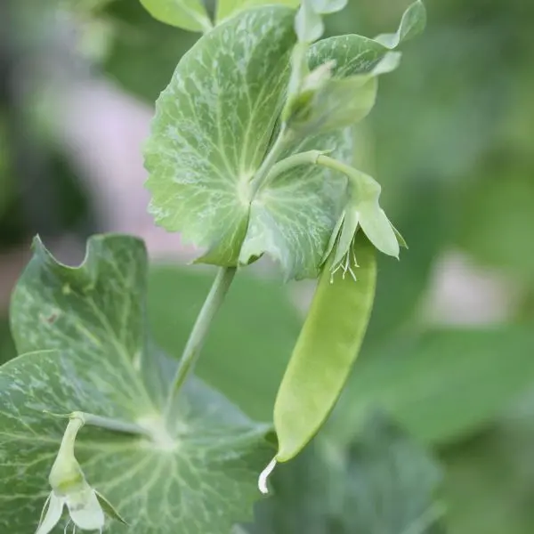 Green Beans (हरी फलियां - Hari Phaliyaan).webp