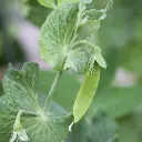 Green Beans (हरी फलियां - Hari Phaliyaan).webp