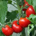 Tomato टमाटर - Tamatar.webp