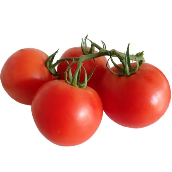 Tomato (टमाटर - Tamatar).webp
