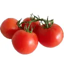 Tomato (टमाटर - Tamatar).webp