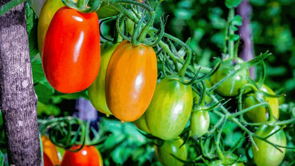 VeggieBro-tomoato.webp
