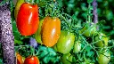VeggieBro-tomoato.webp