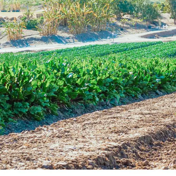 Spinach (पालक - Palak) Farming.webp