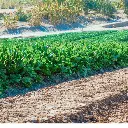 Spinach (पालक - Palak) Farming.webp