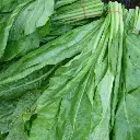 Spinach पालक - Palak.webp