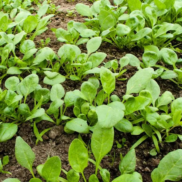 VeggieBro Radish मूली.webp