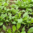 VeggieBro Radish मूली.webp