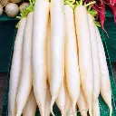 Radish मूली - Mooli.webp
