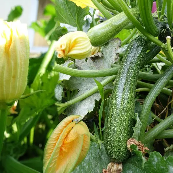 Ridge Gourd (तोरई - Torai).webp