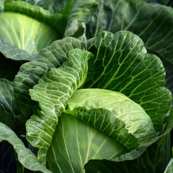 Cabbage(पत्ता गोभी - Patta Gobhi.webp