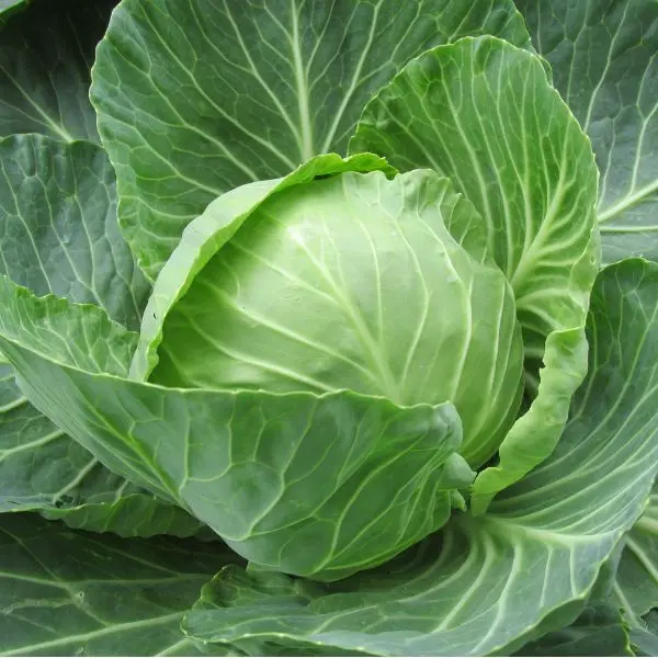 VeggieBro Farm Fresh Cabbage (पत्ता गोभी - Patta Gobhi).webp