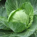 VeggieBro Farm Fresh Cabbage (पत्ता गोभी - Patta Gobhi).webp