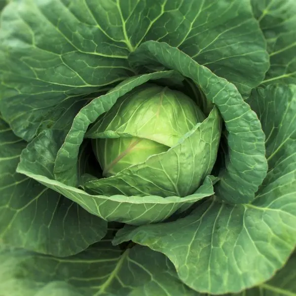Fresh Cabbage (पत्ता गोभी - Patta Gobhi).webp