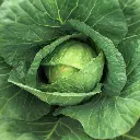 Fresh Cabbage (पत्ता गोभी - Patta Gobhi).webp