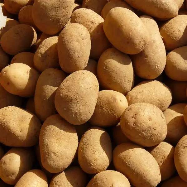 Potato आलू - Aloo.webp