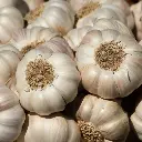 Garlic लहसुन - Lahsun.webp