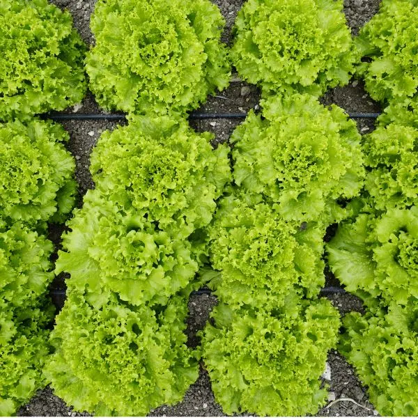 VeggieBro Lettuce (सलाद पत्ता - Salad Patta).webp
