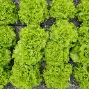 VeggieBro Lettuce (सलाद पत्ता - Salad Patta).webp