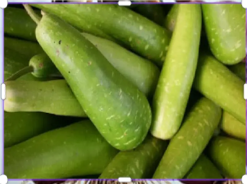 VeggieBro Bottle Gourd Lauki.webp
