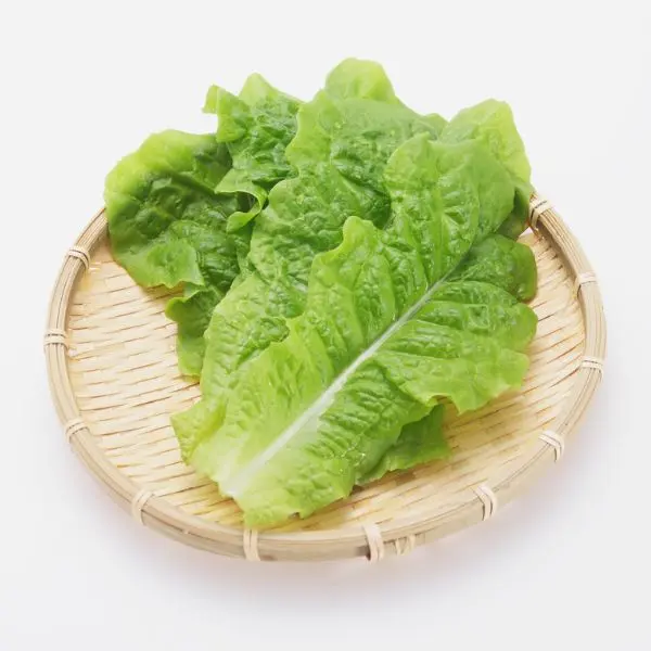 Lettuce सलाद पत्ता - Salad Patta.webp