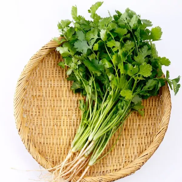 VeggieBro Coriander धनिया - Dhaniya.webp