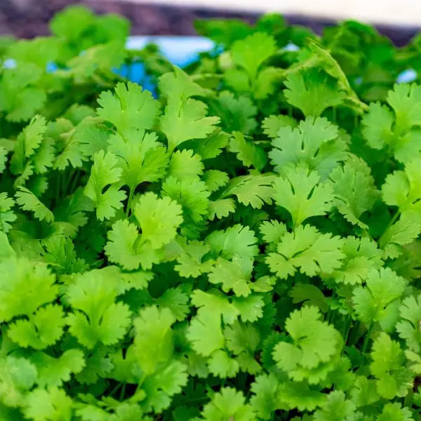 Coriander (धनिया - Dhaniya).webp