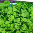 Coriander (धनिया - Dhaniya).webp