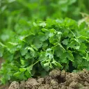 Coriander धनिया - Dhaniya.webp