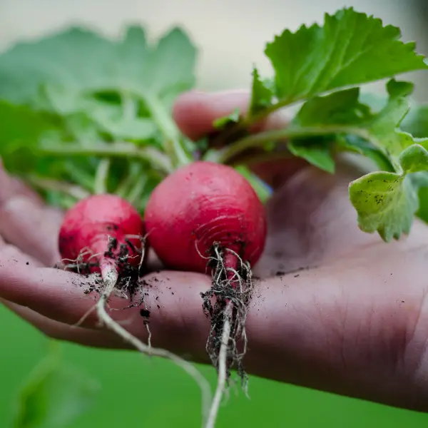 beet-greens-chukandar-patta-nutritious-veggiebro-fresh.webp
