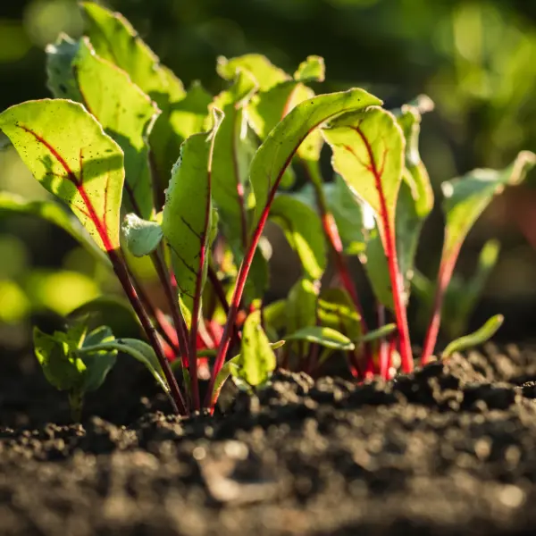 beet-greens-chukandar-patta-nutritious-veggiebro-Farm.webp