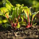 beet-greens-chukandar-patta-nutritious-veggiebro-Farm.webp