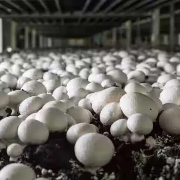 Mushroom-कुंभ - Khumb.webp