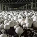 Mushroom-कुंभ - Khumb.webp