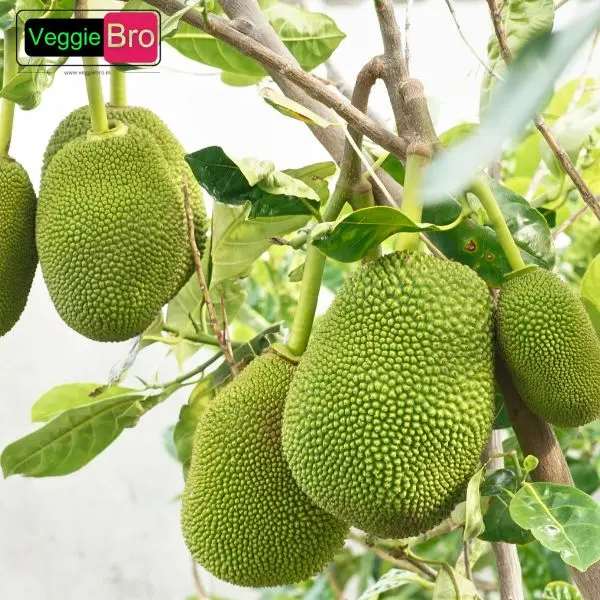 VeggieBro-Jack Fruit (कटहल - Kathal).webp