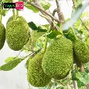 VeggieBro-Jack Fruit (कटहल - Kathal).webp