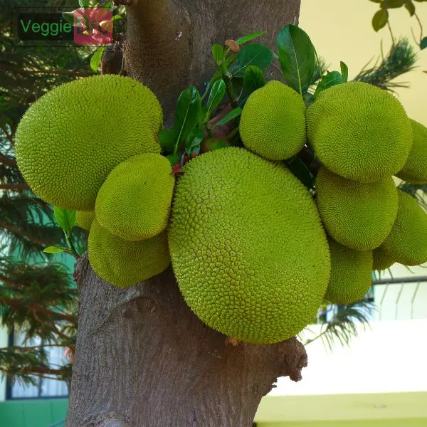 Jack Fruit (कटहल - Kathal).webp
