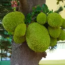 Jack Fruit (कटहल - Kathal).webp